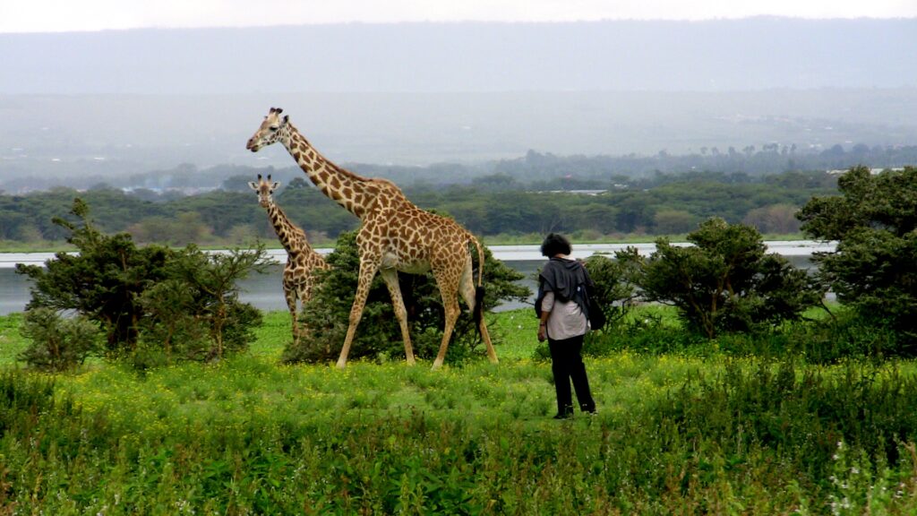 Crescent Island Wild Walking among the attraction in the Beautiful Rift Valley: 