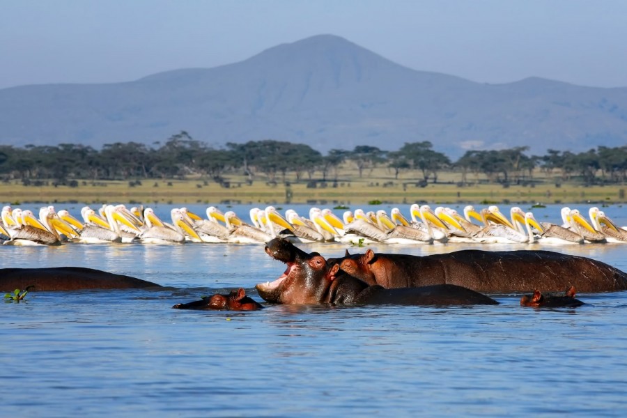 Lake Naivasha Hippos: A great attraction in the Beautiful Rift Valley