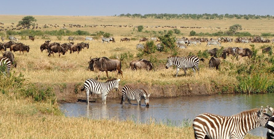 Masai Mara National Reserve Wildlife